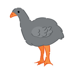 Turkey chick on white background