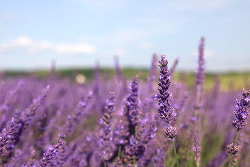 Obraz premium Beautiful blooming lavender growing in field, closeup. Space for text