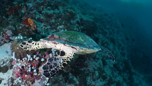Tortuga marina comiendo en arrecife de coral en Maldivas