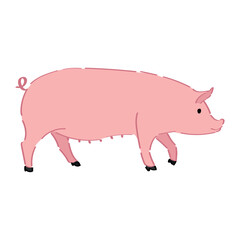 Funny pig on white background