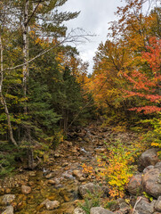 autumn in the forest