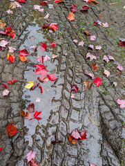 red leaves in mud