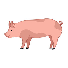 Funny pig on white background