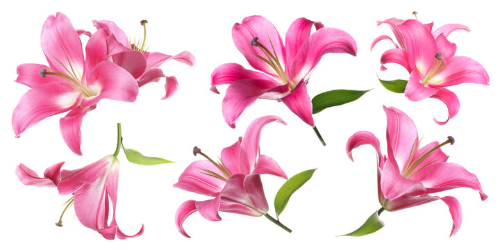 Beautiful pink lily flowers isolated on white, set