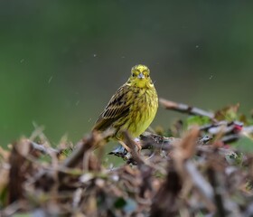 A yellowhammer bird on a branch