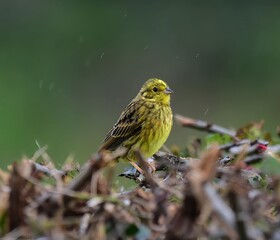 A yellowhammer bird on a branch