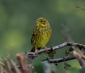A yellowhammer bird on a branch