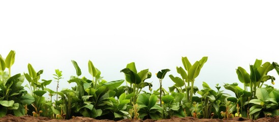Fototapeta premium banana farm With copyspace for text