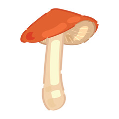 Ripe mushroom on white background
