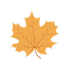 Obraz premium Autumn maple leaf on white background