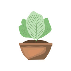 Pot with green plant on white background