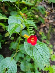 Cardenia en bosque mesófilo