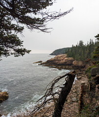 Squirrel on a tree stump