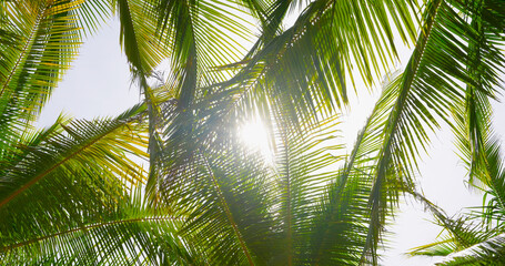 bottom palm coconut tree with sunshine