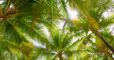 bottom palm coconut tree with sunshine