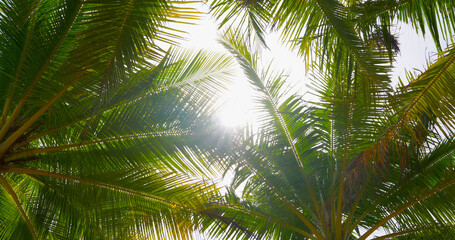 Fototapeta premium bottom palm coconut tree with sunshine
