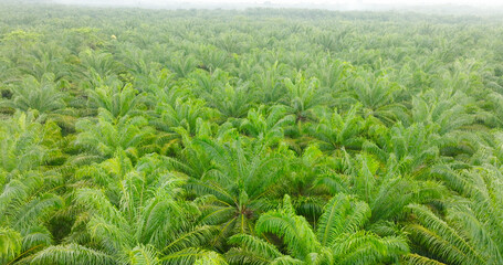 Palm Aerial view of trees and river in the valley. Slopes of mountains with forest. Palm Oil Tree Plantation view from above. Aerial view of tropical forest.