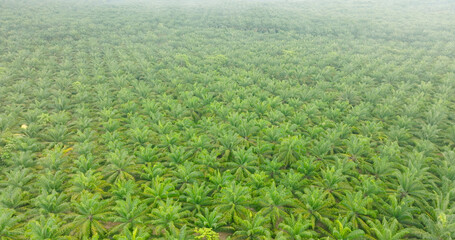 Aerial view of trees and river in the valley. Slopes of mountains with forest. Palm Oil Tree Plantation view from above. Aerial view of tropical forest.