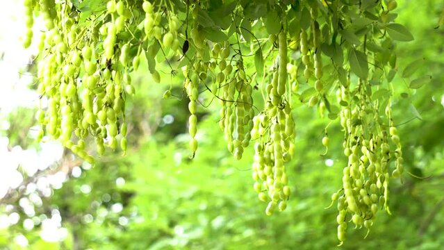 Locust horn, fruit of locust tree, Chinese herbal medicine.