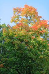 青空と紅葉し始めた木　カナダ モントリオール - obrazy, fototapety, plakaty