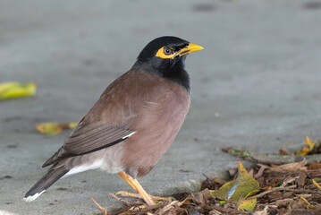 Common Myna