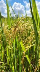 Beutiful rice riped in Viet Nam
