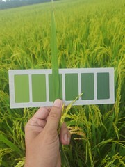 Compare rice leaf color with leaf color chart .The Leaf Color Chart (LCC) is used to determine the N fertilizer needs of rice crops