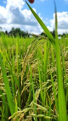 Beutiful rice riped in Viet Nam