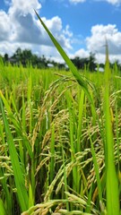 Beutiful rice riped in Viet Nam