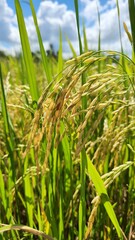 Beutiful rice riped in Viet Nam
