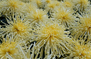 Closeup of the light yellow color of spider mum 'Golden Splendor' flower