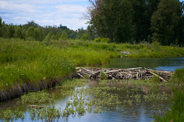 The beaver dam is built on a river in the forest. Calm, sunny summer weather. © Kate