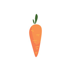 Orange carrot on white background