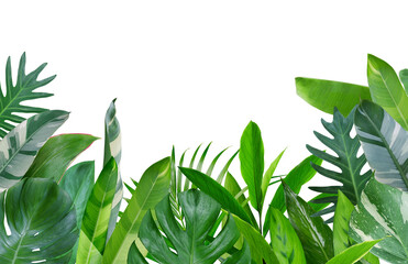 Tropical plants, green leaves exotic botanical design isolated on transparent background.