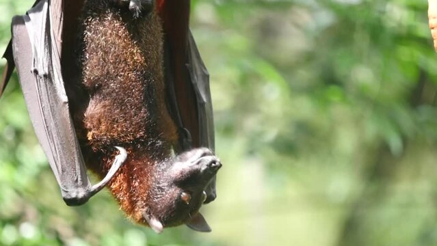 Megabat/ fruit bat/ flying fox eating fruit food on tree.