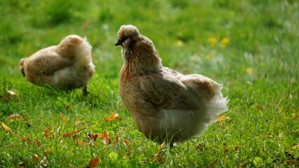 Chicken in the lawn. The ones that are kept in a chicken coop and raised for chicken meat and eggs by a family. Large feather coat.