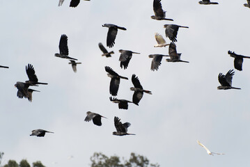 Flock of Red-tailed Black-cockatoo flying - obrazy, fototapety, plakaty