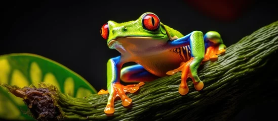 Afwasbaar fotobehang Vibrant frog in tropical environment © 2rogan