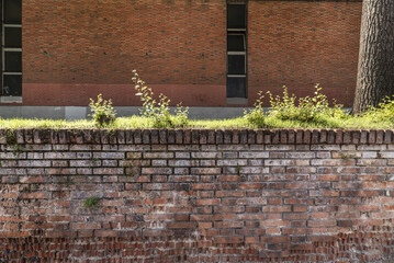 A brown brick wall with a small garden on top. Vector bricks texture background
