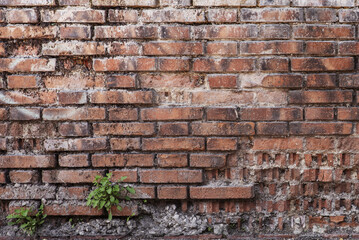 A brown brick wall with small plant sprouts coming out of some slots. Vector bricks texture background