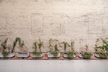 pots with flowers and vines climbing a brick wall