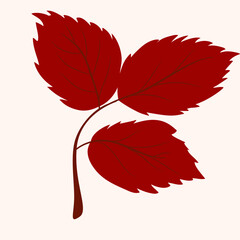 Autumn Leaf, Fall Foliage, Brown Leaf