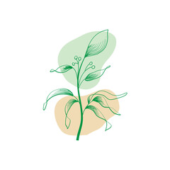 illustration of a plant