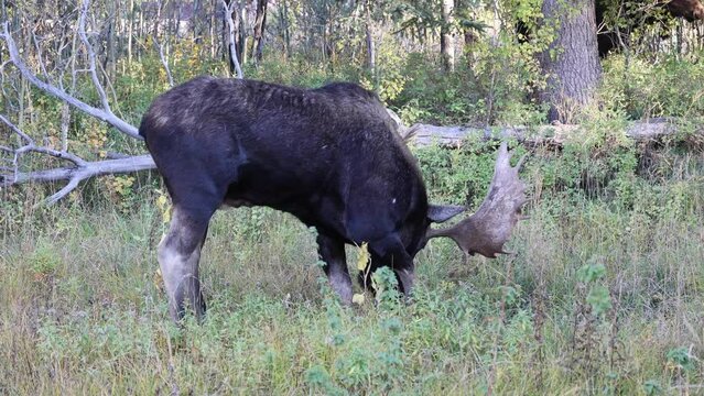 Bull Moose During the Rut in Wyoming in Auutmn