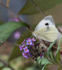Butterfly on butterfly tree.