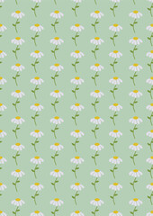 Seamless pattern with Chamomile flowers