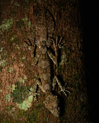 leaf tailed gecko