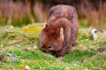 Wombat