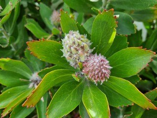 Yellow Waratah: in the Blue Mountains national park
