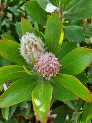 Yellow Waratah: in the Blue Mountains national park